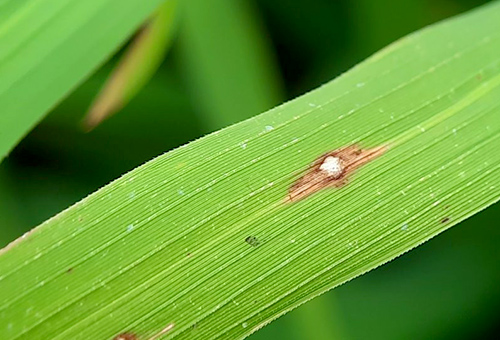 Phòng trừ bệnh đạo ôn trên lúa