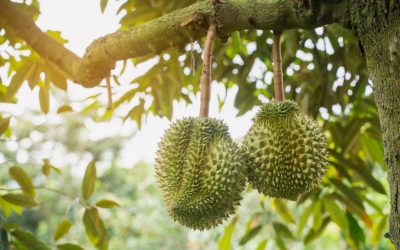 Sầu riêng nghịch vụ “đắt như tôm tươi”, giá tại vườn lập đỉnh mới