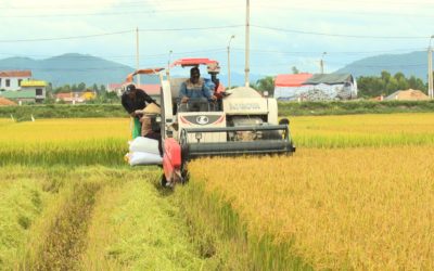 Tháo gỡ điểm nghẽn, nâng tầm chuỗi giá trị lúa gạo