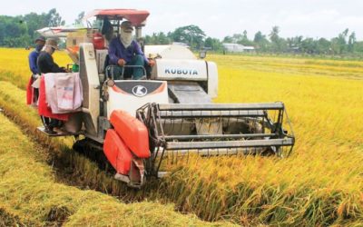 Mưa lũ diễn biến phức tạp, nông dân nỗ lực ứng phó 