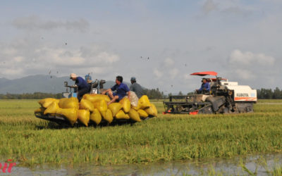 Đất lúa ở ĐBSCL đối mặt với tình trạng mất cân đối dinh dưỡng do khai thác quá nhiều