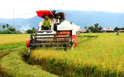 Hậu Giang: Nông dân chạy đua với ngập lụt để thu hoạch lúa sớm