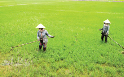 Toàn cảnh thị trường gạo thế giới với điểm nhấn khu vực châu Á