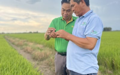 Gạo Việt Nam đang ‘hot’ trở lại, vì sao?