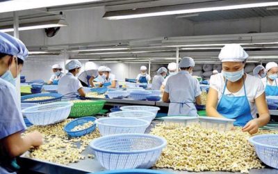 Việt Nam có thể duy trì vị trí số 1 trong xuất khẩu hạt điều