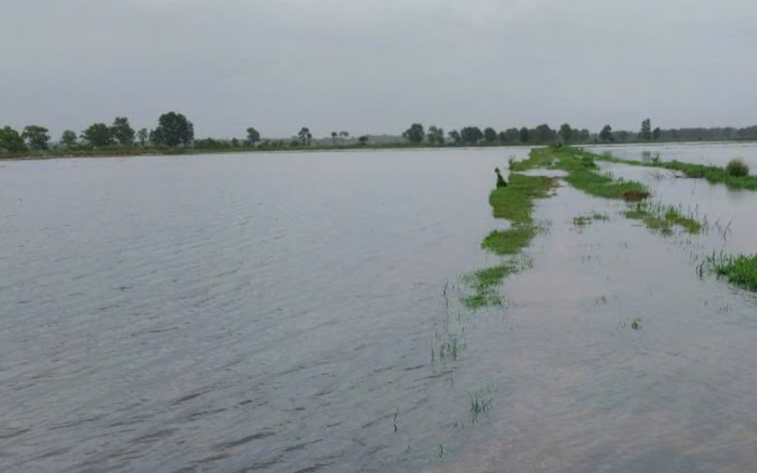 Bão số 1 gây mưa lớn, gần 8.000ha lúa ở Quảng Trị bị ngập úng úng