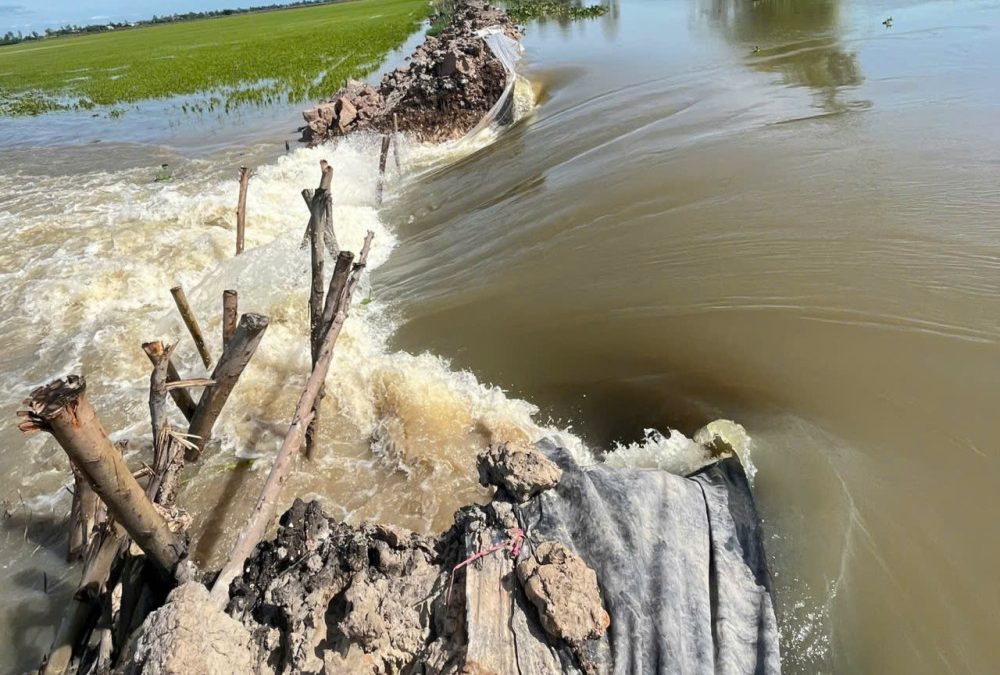 Tây Ninh: Gần 830ha lúa và cây ăn trái bị thiệt hại do lũ