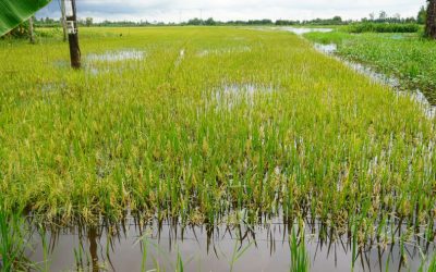 CẦN THƠ: Nước ngập trắng đồng, nông dân bơm tát nước cứu lúa