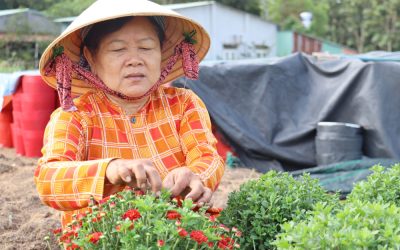 Nông dân xã Hảo Đước tất bật xuống giống vụ hoa tết