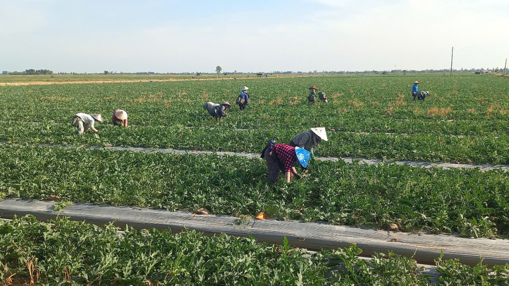 Tây Ninh: Nông dân kỳ vọng vào vụ dưa hấu tết