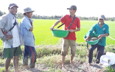 Vĩnh Long: Sử dụng phân bón hợp lý, giảm chi phí sản xuất lúa