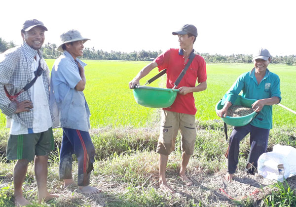 Vĩnh Long: Sử dụng phân bón hợp lý, giảm chi phí sản xuất lúa